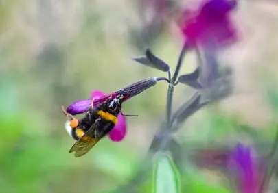 Vibrant Bumblebee's Nectar Quest on Purple Sage Blossom