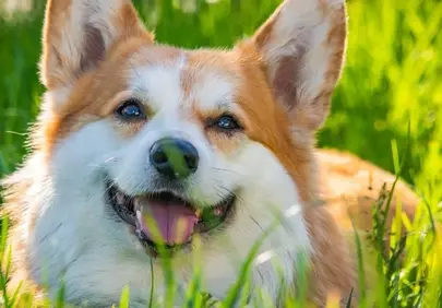 Adorable Corgi's Joyful Smile in Lush Green Grass