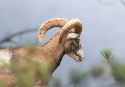Majestic Mouflon Ram in Serene Mountain Winter