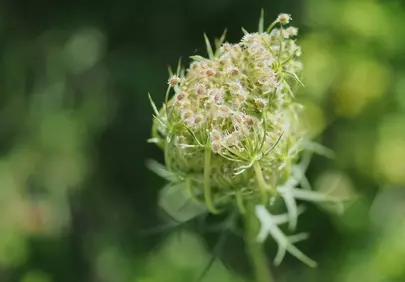 Enchanting Wild Carrot Bloom: Summer's Delicate Embrace