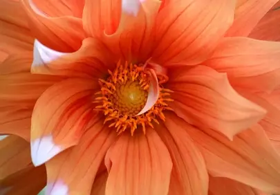 Vibrant Dahlia: A Close-Up of Nature's Orange Bloom