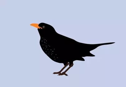 Minimalist Blackbird Illustration with Striking Orange Beak