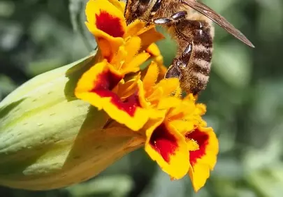 Vibrant Macro: Honey Bee Pollinating a Brilliant Marigold