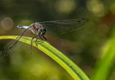 Stunning Dragonfly Macro: Nature's Delicate Predator