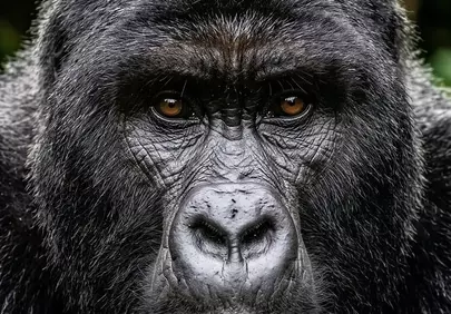 Intense Silverback Gaze: A Powerful Gorilla Portrait