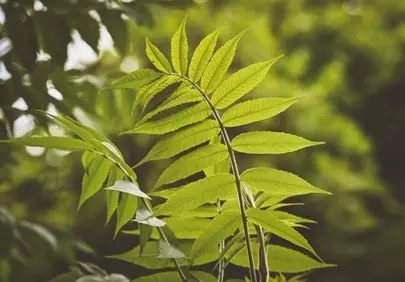 Vibrant Green Foliage: Nature's Refreshing Serenity