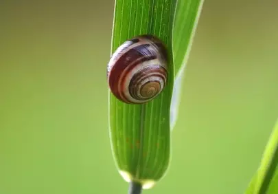 Vibrant Macro: Snail's Spiral Shell on Green Leaf