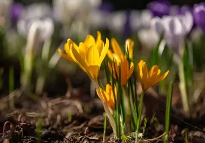 Vibrant Yellow Crocuses: Harbingers of Spring's Golden Glow