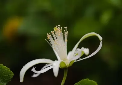 Delicate White Bloom: A Macro Symphony of Nature
