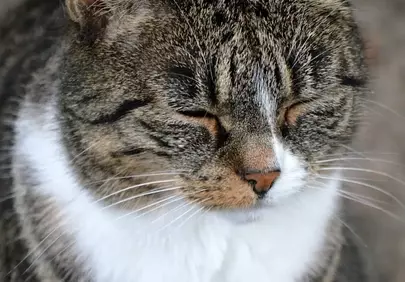 Serene Tabby Cat Portrait: Whisker-Perfect Relaxation