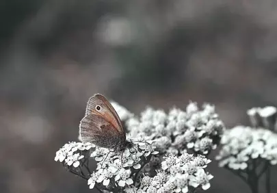 Ephemeral Beauty: Butterfly on Delicate Autumn Yarrow