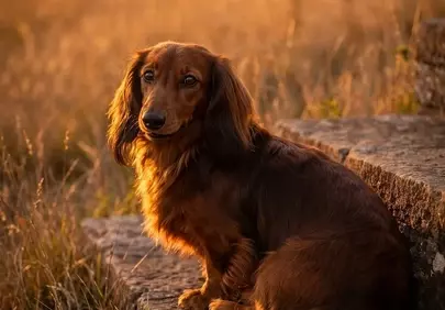 Golden Hour Dachshund: A Serene Autumn Sunset Portrait