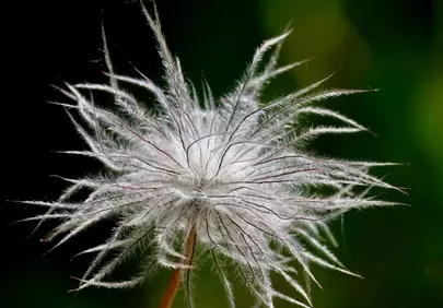 Enchanting Backlit Seed Head: Nature's Delicate Art