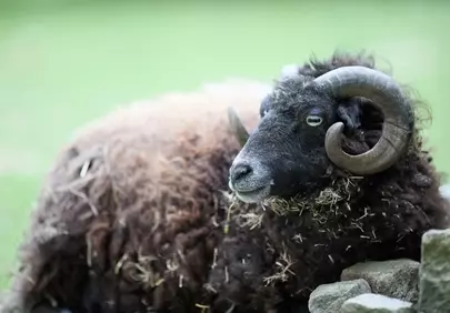 Majestic Black Ram: Serene Farm Life in Nature's Embrace