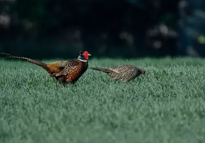 Vibrant Pheasants: A Striking Pair in Lush Spring Grass
