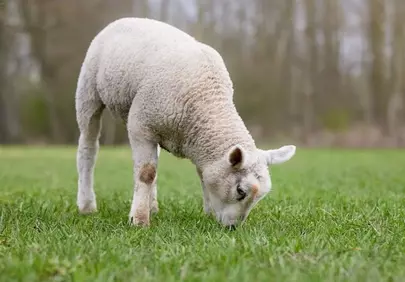 Adorable Lamb Grazing in Lush Spring Pasture