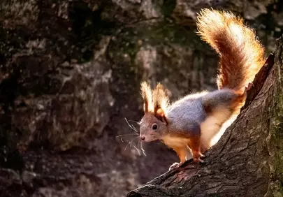 Stunning Red Squirrel: A Glimmering Wildlife Encounter in Nature