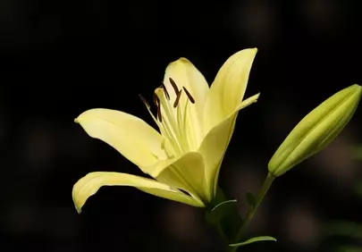 Vibrant Yellow Lily Bloom with Bud