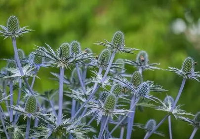 Enchanting Blue Thistle: Nature's Prickly Perfection