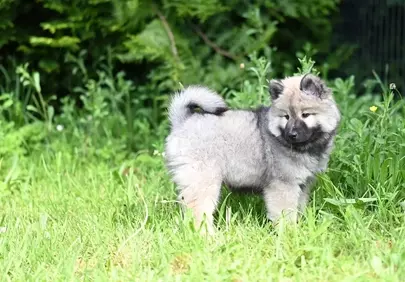 Adorable Fluffy Keeshond Puppy Playing in Sunny Garden