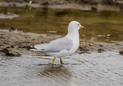 Graceful Gull Wading: A Coastal Serenity