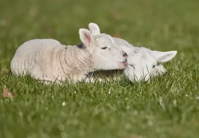 Tender Affection: Adorable Lambs Kissing in Spring Meadow