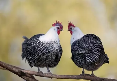 Stunning Braekel Pair Perched: Elegant Striped Chickens