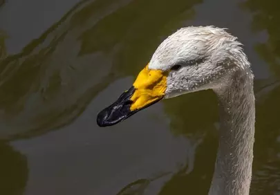 Majestic White Swan: A Vision of Grace on Water