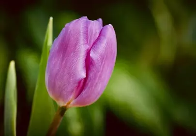 Vibrant Pink Tulip Bloom: Nature's Delicate Elegance