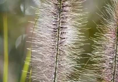 Enchanting Backlit Pennisetum: Fluffy Grass in Golden Light