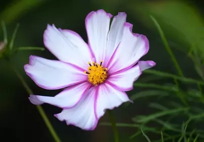 Vibrant Cosmos: Pink & White Summer Flower Close-up