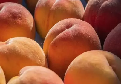 Sun-Kissed Harvest: Ripe Peaches in Abundance