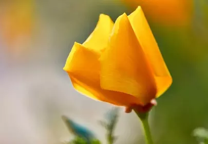 Glistening California Poppy: Delicate Spring Blossom Macro