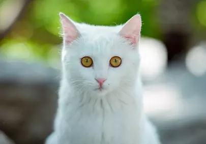 Enchanting White Cat with Golden Eyes, HD Desktop Wallpaper