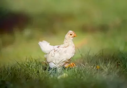 Charming Chick Roaming: A Spring Farm Delight