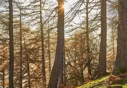 Enchanting Woodland Sunrise: Golden Rays Through Forest Trees
