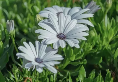 Stunning White African Daisies in Vibrant Summer Bloom