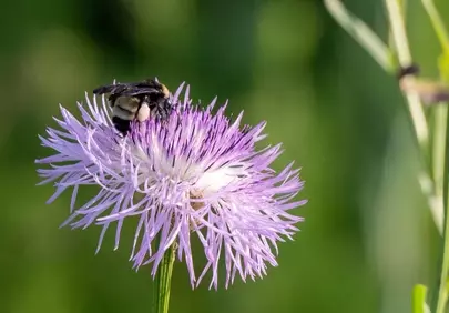 Vibrant Purple Bloom: Bee's Nectar Delight
