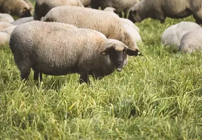 Idyllic Pastures: Woolly Sheep Grazing in Green Fields