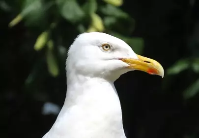 Stunning Seabird: Majestic Gull Profile in Nature