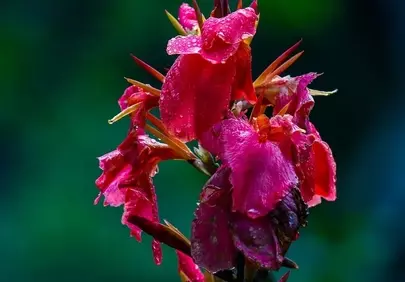 Vibrant Red Canna Lilies Adorned with Raindrops