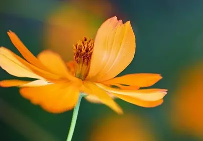 Vibrant Orange Cosmos: Nature's Summer Beauty in Macro Detail