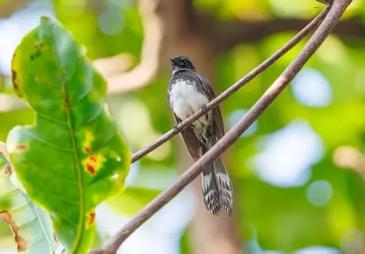 Enchanting Indonesian Fantail: A Glimpse of Tropical Wildlife