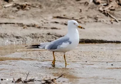 Graceful Ring-billed Gull Poses on a Serene Coastal Shore