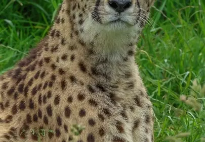 Majestic Cheetah Gazes Amidst Lush Green Savannah