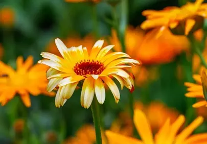 Vibrant Yellow Marigold: A Summer Bloom's Close-up