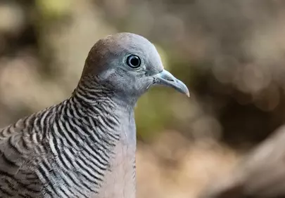 Stunning Zebra Dove: Nature's Intricate Patterned Beauty