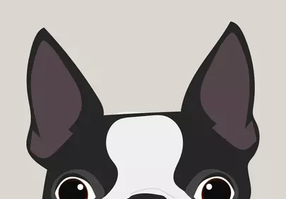 Adorable Boston Terrier Peeking: Cute Pet Illustration