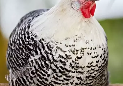 Vibrant Braekel Hen: Striking Black-and-White Feather Pattern