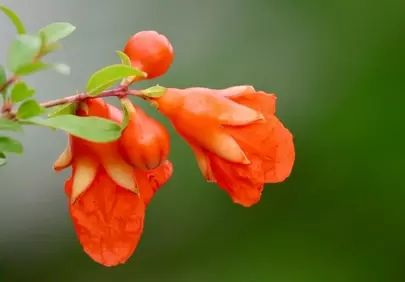 Vibrant Orange Pomegranate Blooms: Nature's Fiery Charm